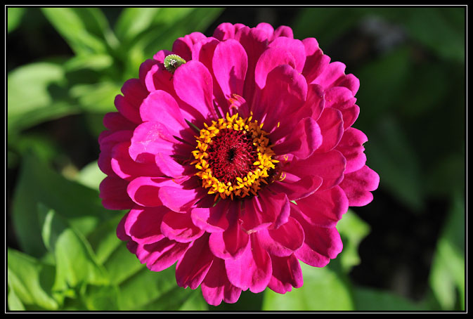 Fleur Rose 02
